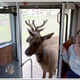 Image for article titled Five-Point Frenzy: When Deer Meets Car